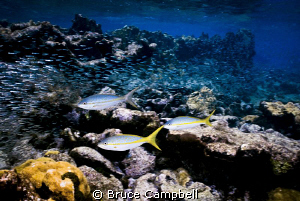 Yellow tail snapper hunting silversides by Bruce Campbell 